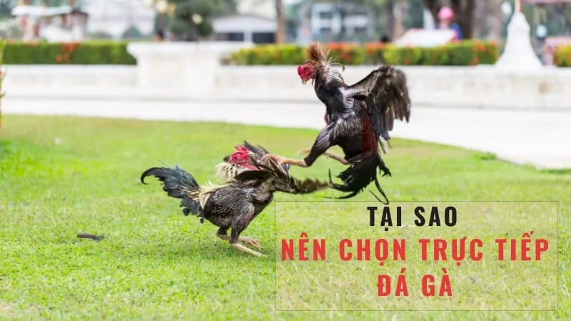 Quy trình chọn lọc và huấn luyện gà chọi