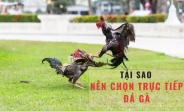 Lịch Thi Đấu Đá Gà C3 - Theo Dõi Trận Đấu Sắp Tới