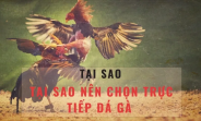 Đánh Giá Các Trận Đá Gà C3 - Những Trận Đấu Đáng Xem